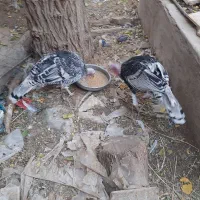 بوقلمون محلی وقو|حیوانات مزرعه|قزوین, |دیوار