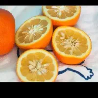 آب نارنج ارگانیک و کاملا طبیعی|خوردنی و آشامیدنی|تهران, طرشت|دیوار