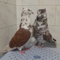 کبوتر گرگی و سرخ خال قدیم