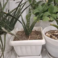 گل طبیعی قیمت مناسب|گل و گیاه طبیعی|بیرجند, |دیوار