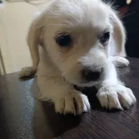 سگ پاکوتاه|سگ|بم, |دیوار