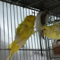 مرغ عشق دوگل