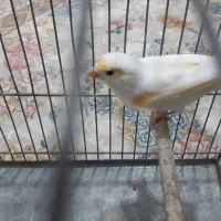 قناری موزایکی نر با قفس بزرگ ووسایل کامل|پرنده|فردیس, قریشی|دیوار