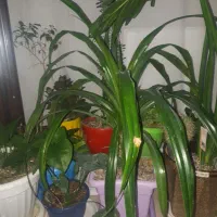 اکواریم|گل و گیاه طبیعی|گلبهار, شهر جدید گلبهار|دیوار