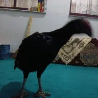 لاری مرغ یک عدد|حیوانات مزرعه|رشت, کوی امام رضا|دیوار