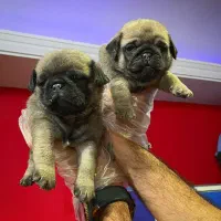 توله های گرد و قلمبه پاگ|سگ|تهران, درکه|دیوار