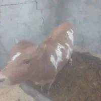 تلیسه جرزی درجه یک سه ماه آبستن|حیوانات مزرعه|مهریز, |دیوار