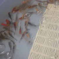 ماهی کوی|ماهی|اردبیل, |دیوار