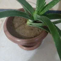 گل گیاه آلوورا