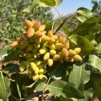 مرکز خرید پسته کال و رسیده