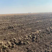 چغندر قند|خدمات باغبانی و درختکاری|بکتاش, |دیوار