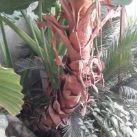 گل بابا آدم باغچه ای تنه سبز با قد ۳ متری|گل و گیاه طبیعی|آمل, |دیوار