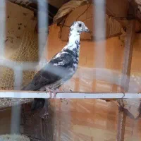 یک عدد نر جوانه  بفروش می‌رسد به ضمانت همچی