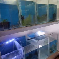 آکواریم|ماهی|باسمنج, |دیوار