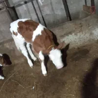 کارگر گاوداری