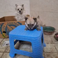 واگذاری سگ نگهبان|سگ|شهریار, شهریار|دیوار