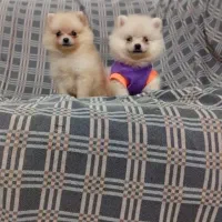 پامرانین پامر خرسی شروع از 8تا 25