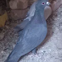 پرنده|پرنده|بم, |دیوار