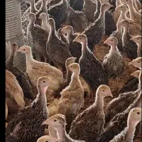 جوجه بوقلمون فروشی نژاد برنزه