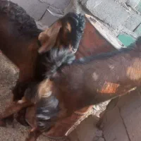 بزچاق وچله نر هردوتاباهم ۳۰میلیون|حیوانات مزرعه|هیرمند, |دیوار