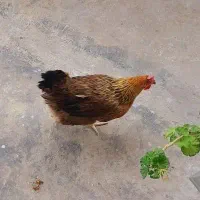 مرغ تخم گذار