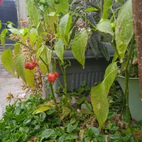 فروش انواع نهال قیمت مناسب