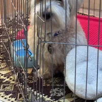 واگذاری سگ پودل مالتیز