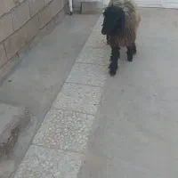 بره ماده چاق چاق|حیوانات مزرعه|مسجد سلیمان, |دیوار