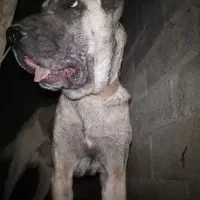 جفت سراب|سگ|مرودشت, رامجرد یک|دیوار