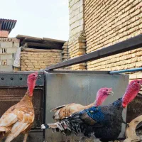 بوقلمون بوربون و قوغاز|حیوانات مزرعه|مینودشت, |دیوار