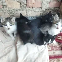 بچه گربه خانگی نژاد دار کاملاً رایگان