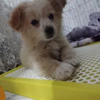 پامر اشپیتز|سگ|قرچک, شهرک طلائیه|دیوار