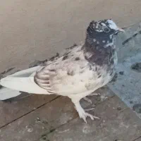 جوجه|پرنده|قم, شاه سید علی|دیوار