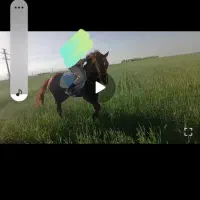 اسب نریان کرد|اسب و تجهیزات اسب‌سواری|اردبیل, |دیوار