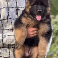 توله دو ماهه شولاین کیفیت A+ ،سگ German shepherd|سگ|تهران, ارم|دیوار