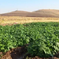 لوبیا نوبر کیلویی ۷۰