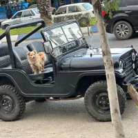 جیپ km|خودرو کلاسیک|تالش, هشتپر|دیوار