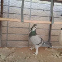 خرقه وپاک وسینه باز