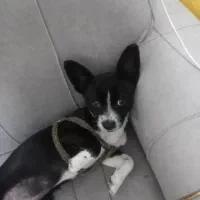 نژاد سک شی واوا|سگ|قدس, شهر‌قدس|دیوار