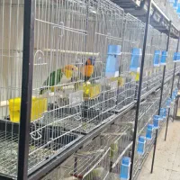 هایپر پرنده