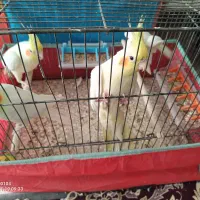 عروس هلندی|پرنده|قم, در بهشت|دیوار