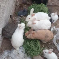 خرگوش  رنگارنگ و متنوع