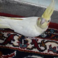 لوتینو زعفرانی ماده درجه یک|پرنده|دزفول, |دیوار