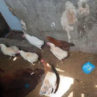 مرغ سفید و خانگی|حیوانات مزرعه|مشهد, شهرک صنعتی توس|دیوار