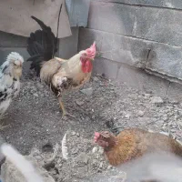 خروس فروشی درجه یک