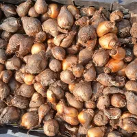 پیاز گل نرگس نوع شهلا|گل و گیاه طبیعی|کوهی‌خیل, |دیوار