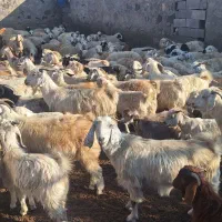 گله گوسفند|حیوانات مزرعه|جیرفت, |دیوار