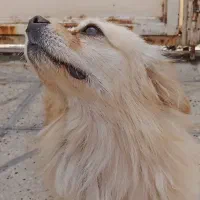 سگ بسیار حرف گوش کن و ساکت