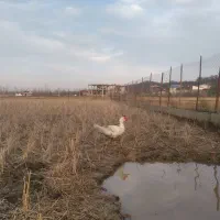 اردک نر اسرائیلی سفید