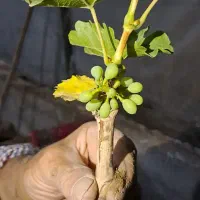 نهال انگور ازبک لعل بیدانه